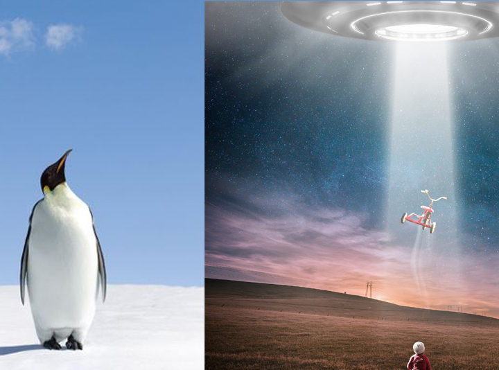 Penguins 'might be aliens'